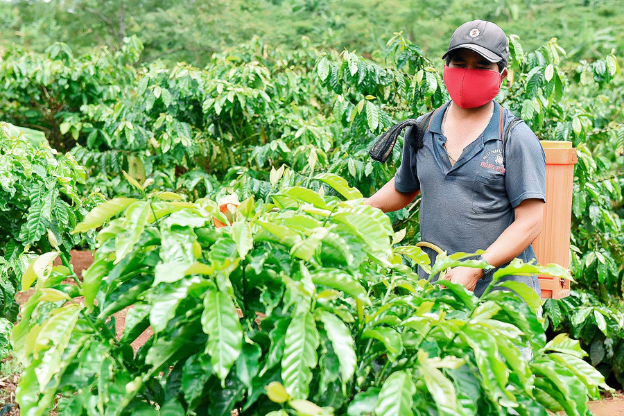 Áp dụng quy trình tái canh mới, vườn cà phê 8 sào của hộ anh Rlan Wil (làng Nú, xã Ia Tiêm, huyện Chư Sê) phát triển vượt trội. Anh Wil cho hay, trồng giống cà phê mới hiện nay chỉ sau 2 năm là đã thu bói; sang năm thứ 3, năng suất đã tương đối ổn định.