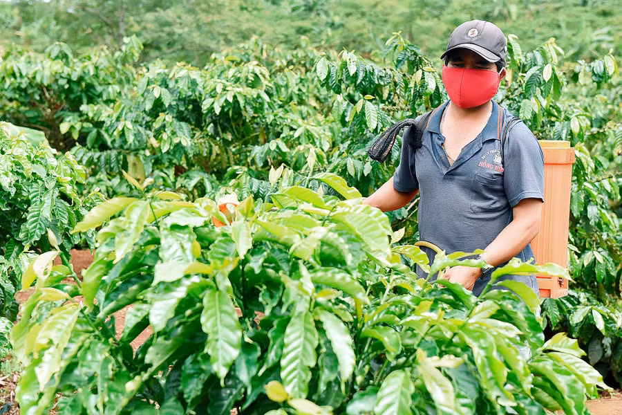 Áp dụng quy trình tái canh mới, vườn cà phê 8 sào của hộ anh Rlan Wil (làng Nú, xã Ia Tiêm, huyện Chư Sê) phát triển vượt trội. Anh Wil cho hay, trồng giống cà phê mới hiện nay chỉ sau 2 năm là đã thu bói; sang năm thứ 3, năng suất đã tương đối ổn định.