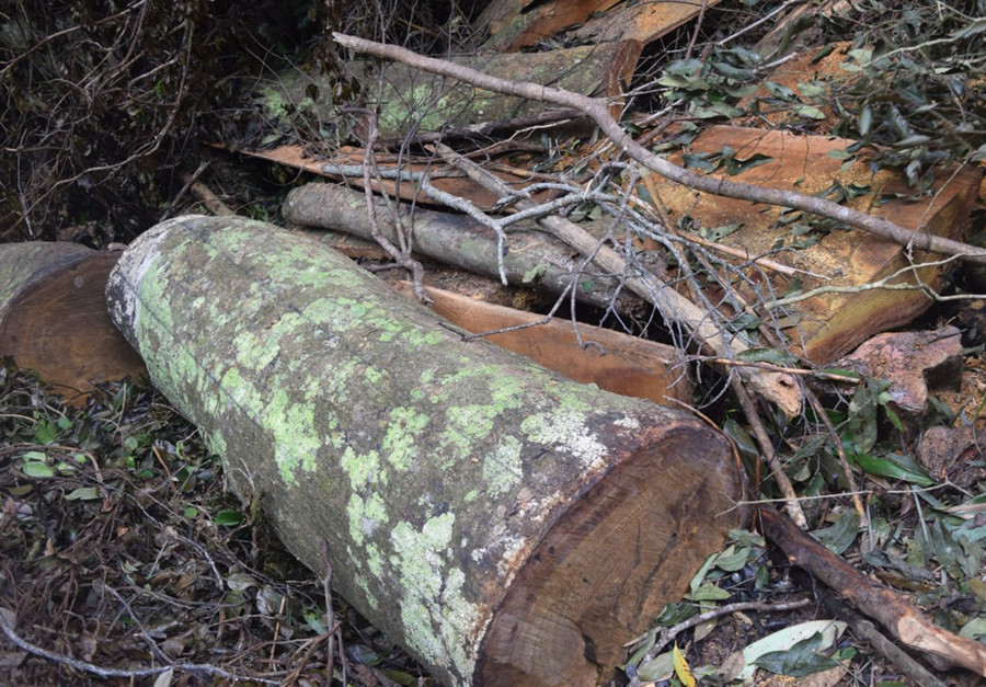 Hiện trường vụ phá rừng. Ảnh: Văn Ngọc Hiện trường của vụ phá rừng. Ảnh: Văn Ngọc