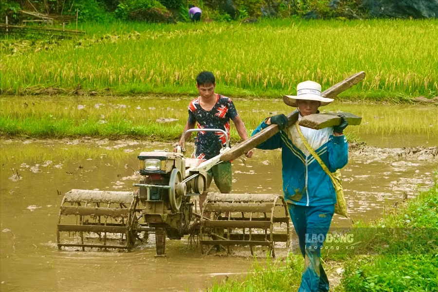 Một số thửa ruộng sau khi thu hoạch, người dân lại tiếp tục cày bừa để chuẩn bị cho một vụ mới.