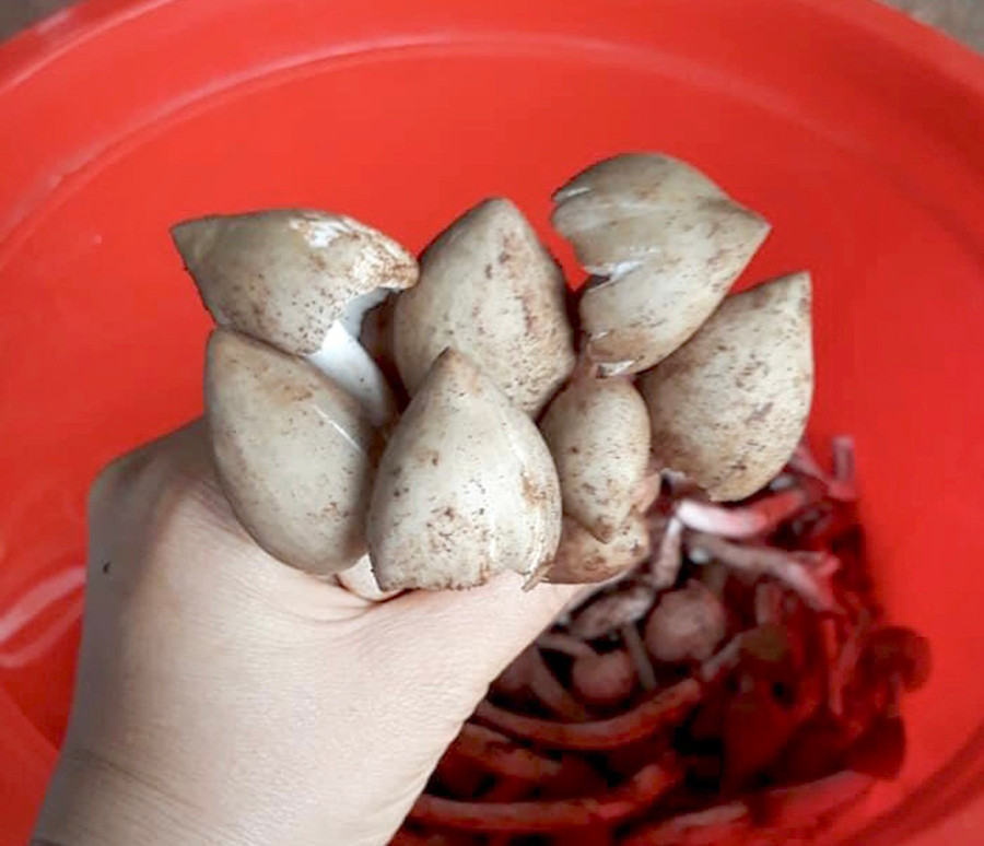 Những thân nấm mối mập mạp, tươi ngon vừa được người dân thu hái. Ảnh: Lê Hòa