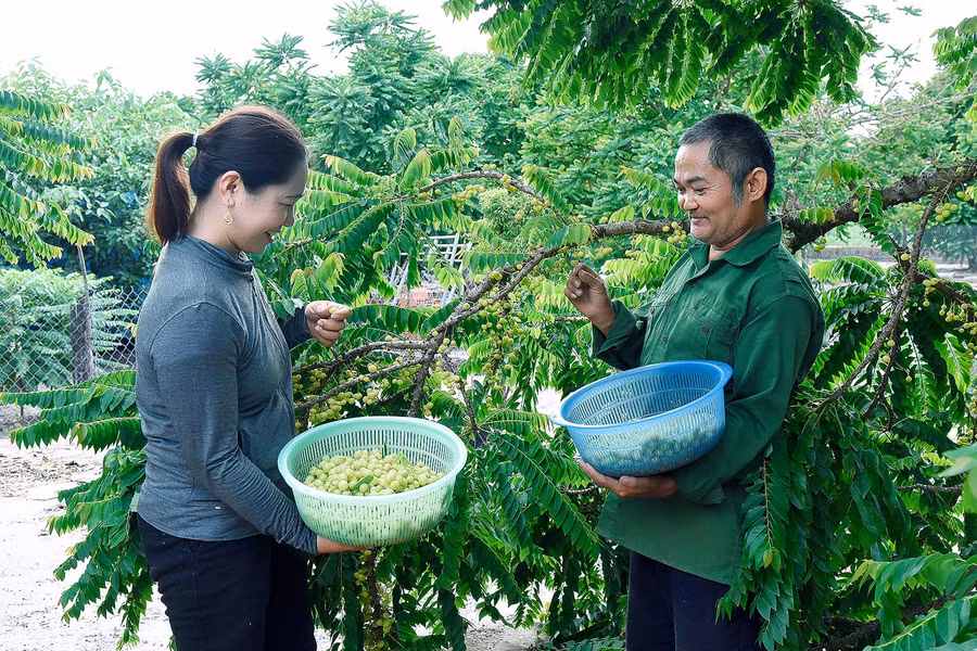 Vợ chồng ông Phan Quốc Trưởng thu hoạch quả chùm ruột. Ông Trưởng cho biết, mỗi năm, chùm ruột cho thu hoạch 4 vụ/năm với khoảng 26 tấn quả, đem lại nguồn thu cho gia đình 100-130 triệu đồng. 8. Ngoài trồng trọt, gia đình ông Trưởng kết hợp chăn nuôi heo kép kín mang lại hiệu quả cao.