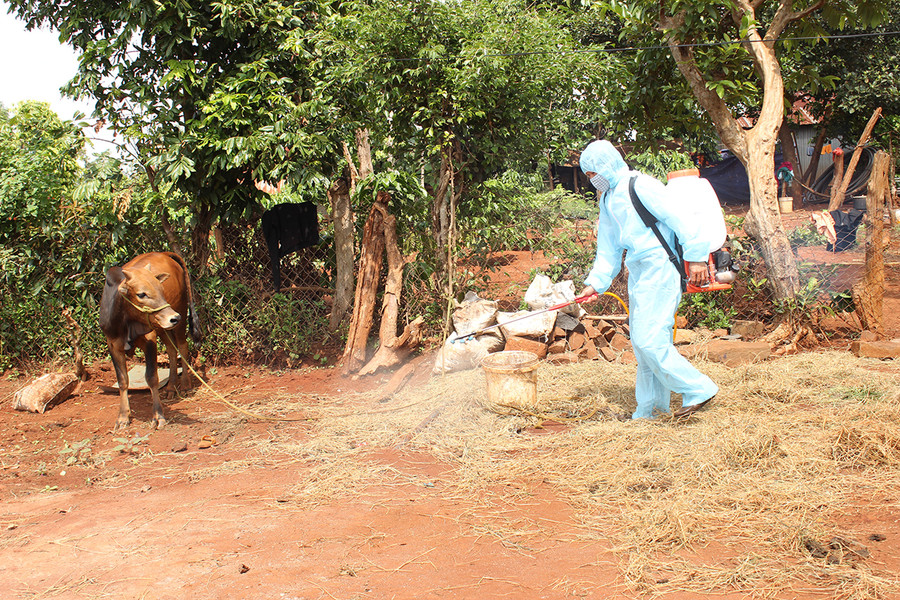  Tiêu độc khử trùng khu vực bò mắc bệnh viêm da nổi cục tại xã Ia Pết( huyện Đak Đoa). Ảnh: Nguyễn Diệp