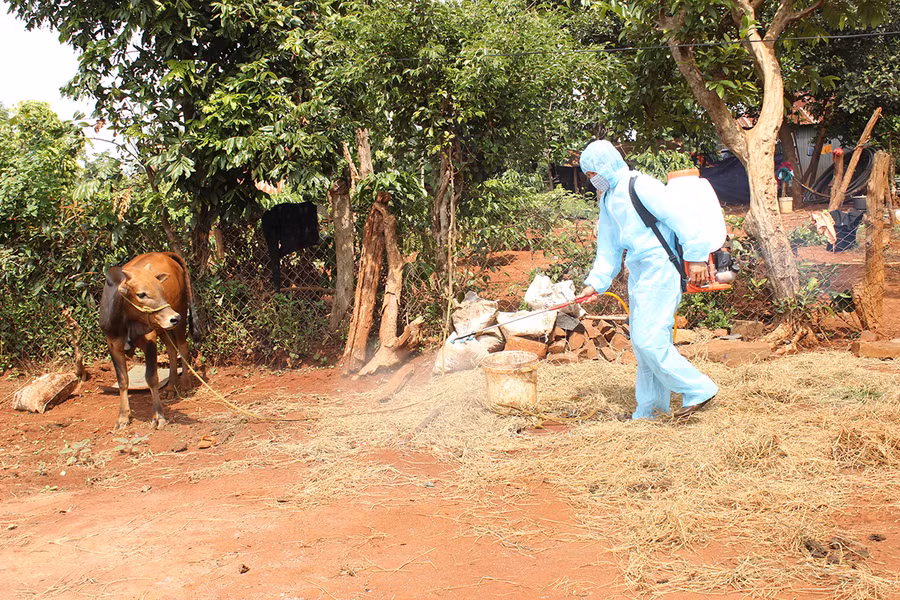  Tiêu độc khử trùng khu vực bò mắc bệnh viêm da nổi cục tại xã Ia Pết( huyện Đak Đoa). Ảnh: Nguyễn Diệp