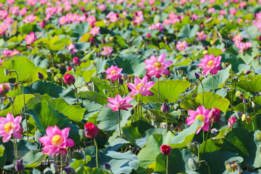 Hoa sen rực rỡ khoe sắc tại thành phố biển Đà Nẵng. (Ảnh: Trần Lê Lâm/TTXVN) Hoa sen rực rỡ khoe sắc tại thành phố biển Đà Nẵng. (Ảnh: Trần Lê Lâm/TTXVN)