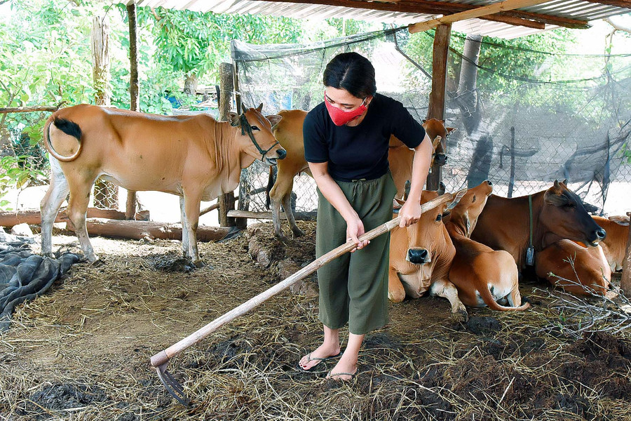 Tương tự, chị Rah Lan H’Hay (làng Ia Khưng, xã Chư Dôn) cũng vay 50 triệu đồng từ chương trình giải quyết việc làm để chăn nuôi bò. Đầu năm 2021, chị bán bò được gần 40 triệu đồng. Ngoài ra, chị còn trồng 1 ha cà phê và nuôi 5 con dê. Đến nay, gia đình chị đã thoát nghèo, tổng thu nhập gia đình từ 50-60 triệu đồng.