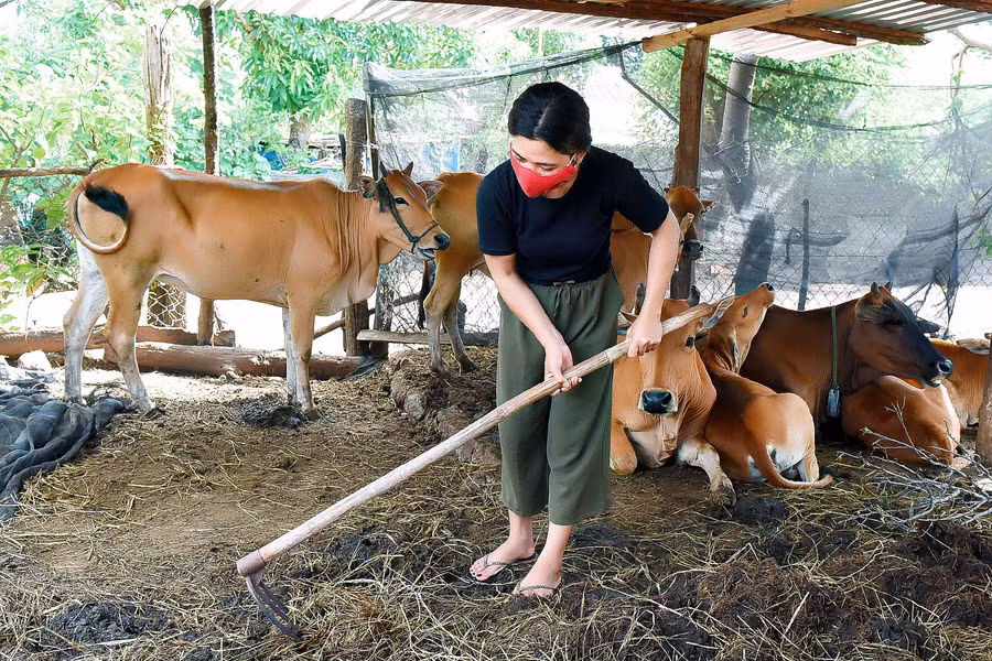Tương tự, chị Rah Lan H’Hay (làng Ia Khưng, xã Chư Dôn) cũng vay 50 triệu đồng từ chương trình giải quyết việc làm để chăn nuôi bò. Đầu năm 2021, chị bán bò được gần 40 triệu đồng. Ngoài ra, chị còn trồng 1 ha cà phê và nuôi 5 con dê. Đến nay, gia đình chị đã thoát nghèo, tổng thu nhập gia đình từ 50-60 triệu đồng.