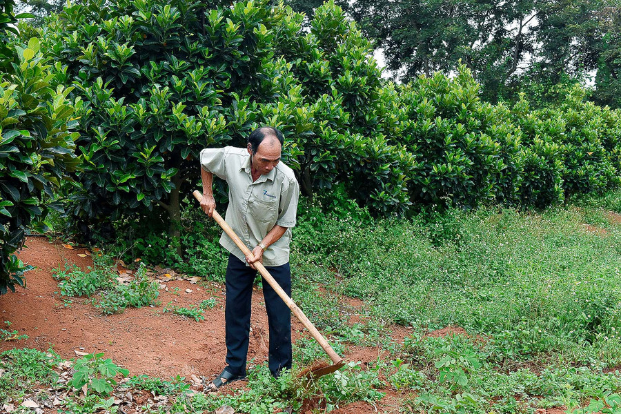 8.Năm 2013, ông Kpă Khiết (Plei Kly Phun, thị trấn Nhơn Hòa) đã mạnh dạn vay vốn giải quyết việc làm của Phòng Giao dịch Ngân hàng CSXH huyện để đầu tư trồng gần 100 cây mít, 120 cây ổi và 100 cây sầu riêng. Vườn cây ăn quả này hiện cho lợi nhuận mỗi năm trên 100 triệu đồng.
