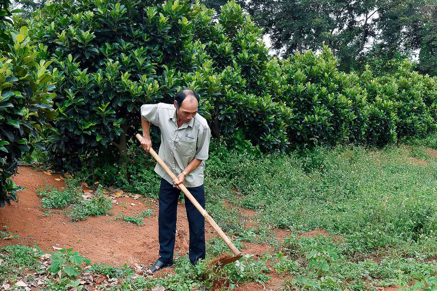 8.Năm 2013, ông Kpă Khiết (Plei Kly Phun, thị trấn Nhơn Hòa) đã mạnh dạn vay vốn giải quyết việc làm của Phòng Giao dịch Ngân hàng CSXH huyện để đầu tư trồng gần 100 cây mít, 120 cây ổi và 100 cây sầu riêng. Vườn cây ăn quả này hiện cho lợi nhuận mỗi năm trên 100 triệu đồng.