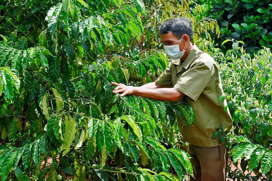 Ông A Tông cho hay: “Gia đình tôi có 700 cây cà phê, 1 ha cao su, 100 trụ tiêu, 1ha bời lời, 5 con bò… Hiện tại, mỗi tháng, gia đình ông thu nhập từ 1 ha cao su được 15 triệu đồng”.