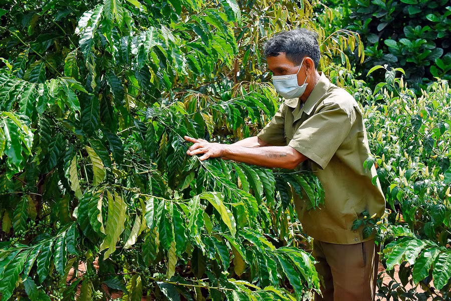 Ông A Tông cho hay: “Gia đình tôi có 700 cây cà phê, 1 ha cao su, 100 trụ tiêu, 1ha bời lời, 5 con bò… Hiện tại, mỗi tháng, gia đình ông thu nhập từ 1 ha cao su được 15 triệu đồng”.