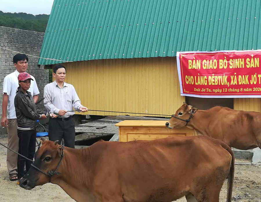 Hỗ trợ bò giống cho nông dân xã Đak Jơ Ta. Ảnh: Thanh Nhật