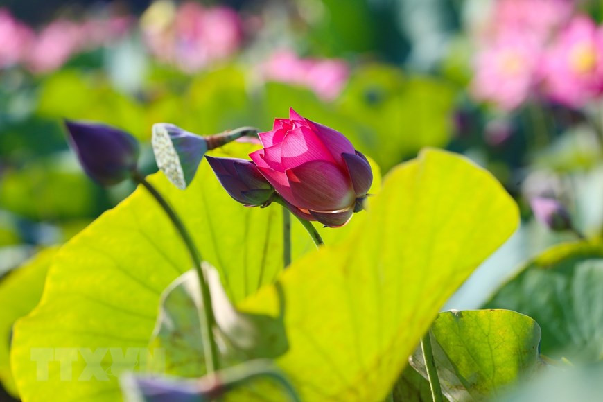 Những bông sen chúm chím đón nắng để bừng nở. (Ảnh: Trần Lê Lâm/TTXVN) Những bông sen chúm chím đón nắng để bừng nở. (Ảnh: Trần Lê Lâm/TTXVN)