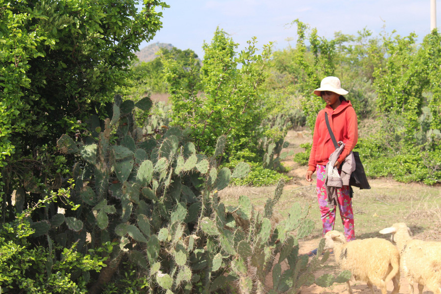 Cuộc đời cô bé này như cây xương rồng trên cát Cuộc đời cô bé này như cây xương rồng trên cát