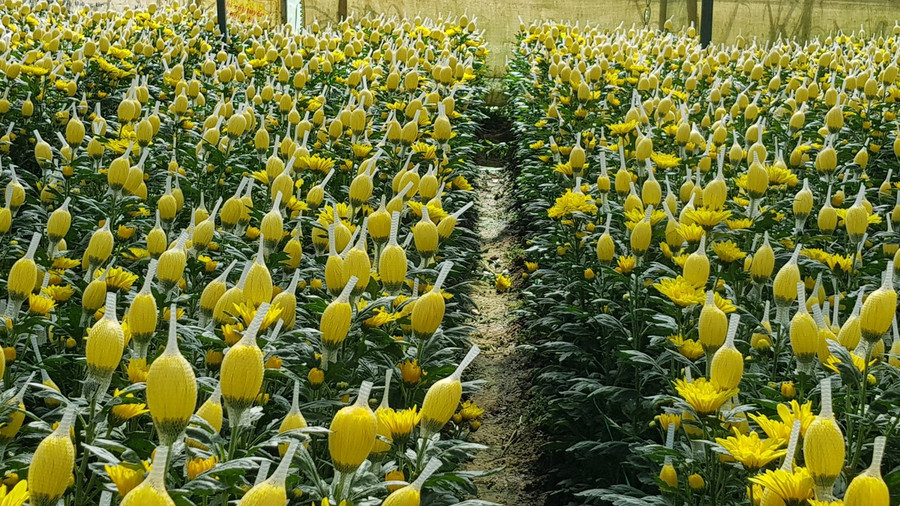 Chỉ cách đây 5 ngày, nhiều vườn hoa cúc ở Đà Lạt nở rộ không có người mua - ẢNH: LÂM VIÊN Chỉ cách đây 5 ngày, nhiều vườn hoa cúc ở Đà Lạt nở rộ không có người mua - ẢNH: LÂM VIÊN