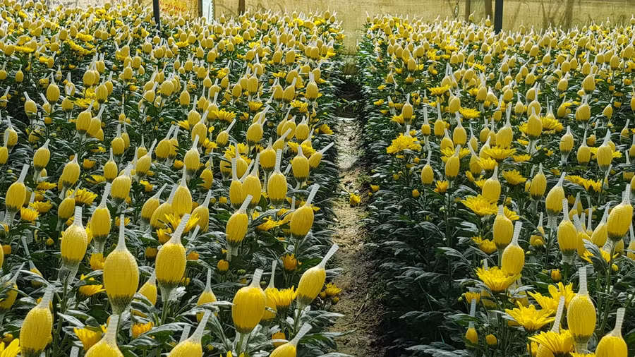 Chỉ cách đây 5 ngày, nhiều vườn hoa cúc ở Đà Lạt nở rộ không có người mua - ẢNH: LÂM VIÊN