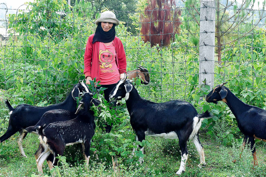 Chị Byen (làng Tuêk) cũng từng thuộc diện khó khăn. Năm 2019, chị Byen được gia đình nhà chồng cho mượn 14 triệu đồng để mua 4 con dê bách thảo. Đến nay, đàn dê của gia đình chị đã phát triển lên 17 con. Chị Byen vui mừng cho hay: “Mình vừa bán đi 8 con dê được hơn 30 triệu. Gia đình giờ thoát nghèo rồi, có dê, có bời lời cũng mừng. Nhưng mà vẫn còn nhiều khó khăn, vợ chồng mình sẽ cố gắng làm chăm chỉ hơn để cuộc sống tốt hơn”.