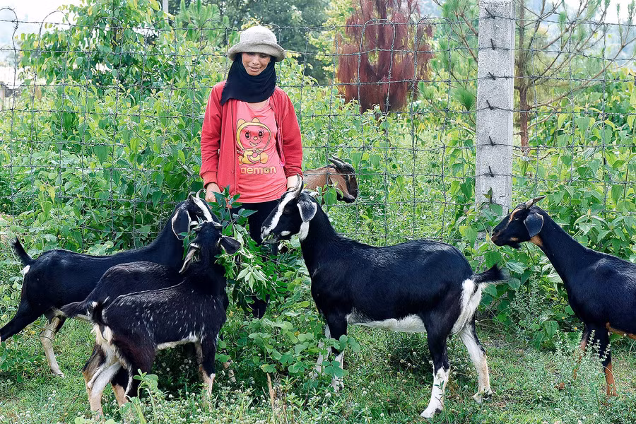 Chị Byen (làng Tuêk) cũng từng thuộc diện khó khăn. Năm 2019, chị Byen được gia đình nhà chồng cho mượn 14 triệu đồng để mua 4 con dê bách thảo. Đến nay, đàn dê của gia đình chị đã phát triển lên 17 con. Chị Byen vui mừng cho hay: “Mình vừa bán đi 8 con dê được hơn 30 triệu. Gia đình giờ thoát nghèo rồi, có dê, có bời lời cũng mừng. Nhưng mà vẫn còn nhiều khó khăn, vợ chồng mình sẽ cố gắng làm chăm chỉ hơn để cuộc sống tốt hơn”.