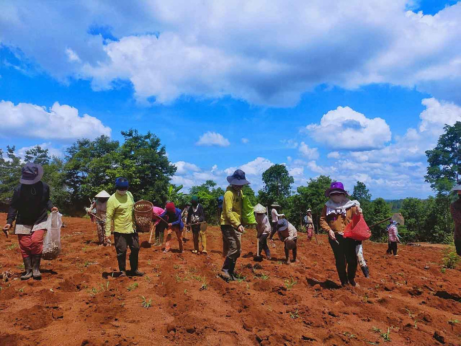 Phụ nữ các làng ở xã Kon Thụp (huyện Mang Yang) đều có quỹ đất để trồng mì gây quỹ. Ảnh: Minh Châu
