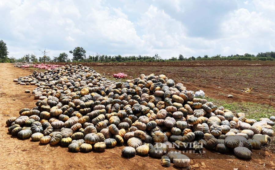 Hàng trăm tấn bí đỏ của nông dân xã Ea Drơng, huyện Cư M'Gar (Đắk Lắk) bị ùn ứ. Ảnh: Duy Hậu.
