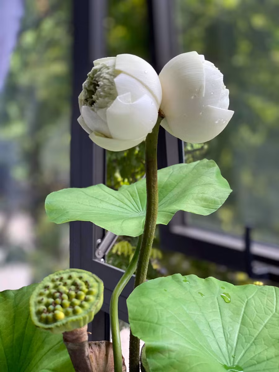 Sen tịnh đế trắng là một loại sen rất hiếm, được coi là một điềm lành và may mắn cho người sở hữu.