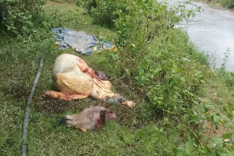 Hiện trường vụ trộm bò xẻ thịt - Ảnh: ĐỨC NHẬT