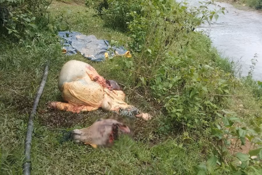 Hiện trường vụ trộm bò xẻ thịt - Ảnh: ĐỨC NHẬT