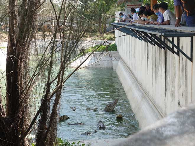Câu cá sấu tại FLC Safari Zoo Quy Nhơn. ẢNH: HOÀNG TRỌNG