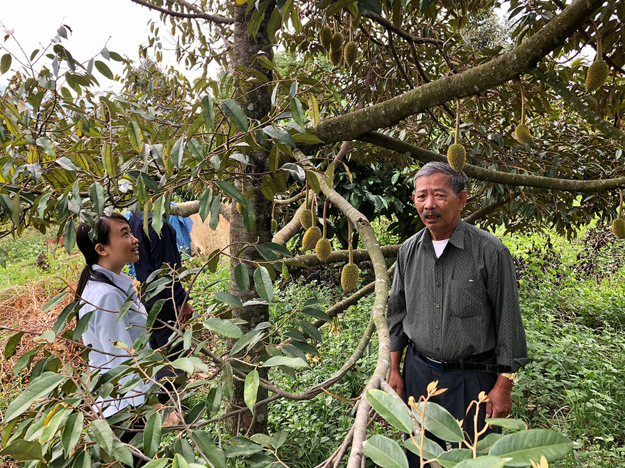 Mô hình trồng cây ăn quả trên địa bàn huyện Chư Păh. Ảnh: Lê Nam