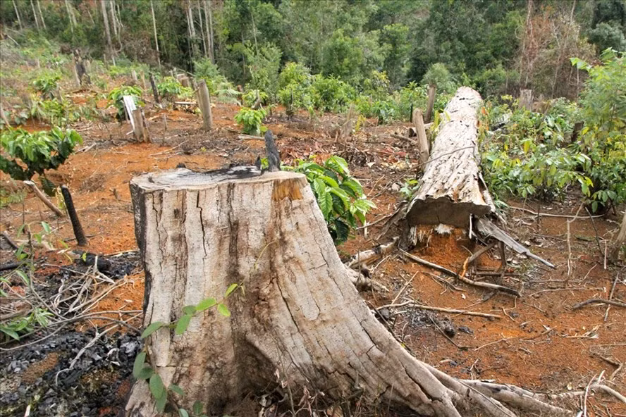  Nhiều cây cà phê mới được trồng chưa vượt qua nổi gốc cây rừng bị đốt cháy trơ trụi. Ảnh: Bảo Lâm
