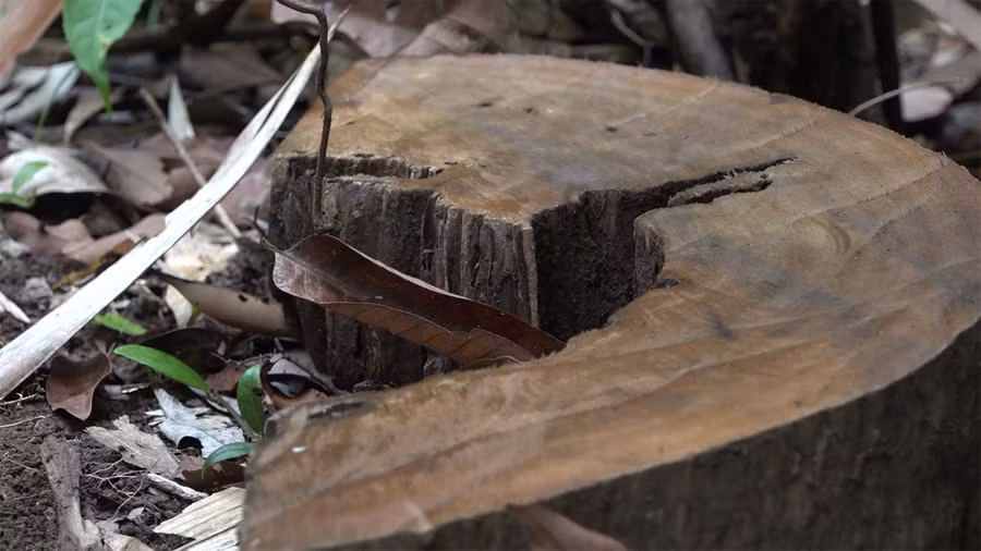 Hiện trường cây gỗ bị cưa hạ trái phép. ẢNH: CACC
