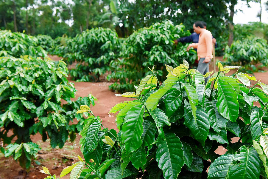 Theo ông Phạm Ngọc Hưng-Bí thư Đảng ủy kiêm Chủ tịch UBND xã Chư Pơng, cà phê vẫn là cây trồng chủ lực, nuôi sống gia đình nên việc tái canh rất cần thiết. Đây là chương trình rất hiệu quả, giúp giảm bớt chi phí đầu tư giống, có được nguồn giống tốt để sản xuất. Vụ này, toàn xã có 21 hộ dân đăng ký tái canh cà phê với diện tích hơn 10 ha.