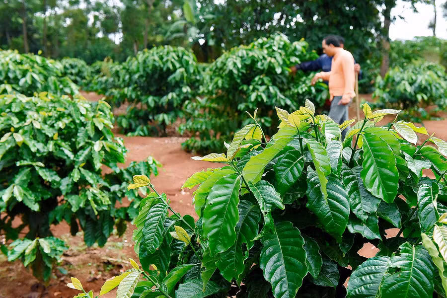 Theo ông Phạm Ngọc Hưng-Bí thư Đảng ủy kiêm Chủ tịch UBND xã Chư Pơng, cà phê vẫn là cây trồng chủ lực, nuôi sống gia đình nên việc tái canh rất cần thiết. Đây là chương trình rất hiệu quả, giúp giảm bớt chi phí đầu tư giống, có được nguồn giống tốt để sản xuất. Vụ này, toàn xã có 21 hộ dân đăng ký tái canh cà phê với diện tích hơn 10 ha.