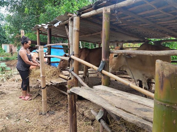Các cá thể bò nhiễm bệnh được chăm sóc tốt đã dần khỏe mạnh. (Ảnh: Dư Toán/TTXVN) Các cá thể bò nhiễm bệnh được chăm sóc tốt đã dần khỏe mạnh. (Ảnh: Dư Toán/TTXVN)