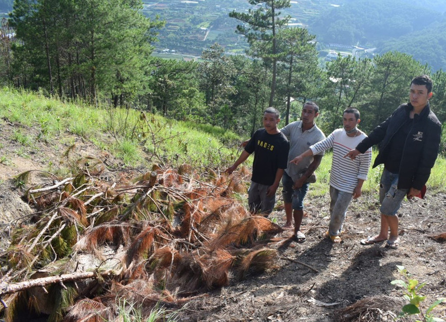 Nhóm phá rừng thông 3 lá tại hiện trường gần đèo Prenn. ẢNH: LÂM VIÊN