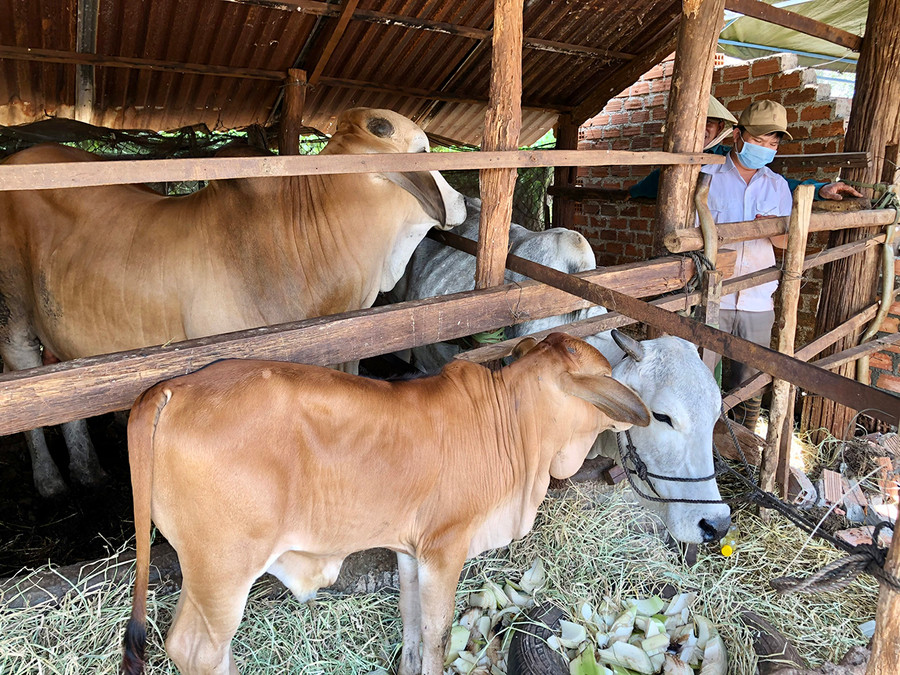 Đàn bò lai của gia đình ông Nguyễn Thôi (xã Nam Yang, huyện Đak Đoa). Ảnh: Lê Nam