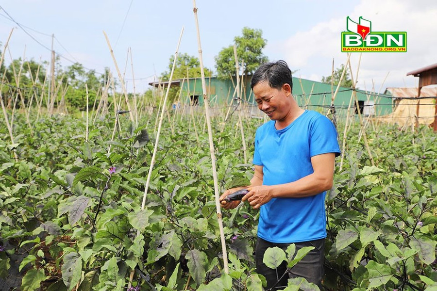 Cây cà tím Nhật Bản có vỏ tím sậm, trái dài, ruột trắng xanh được thị trường rất ưa chuộng