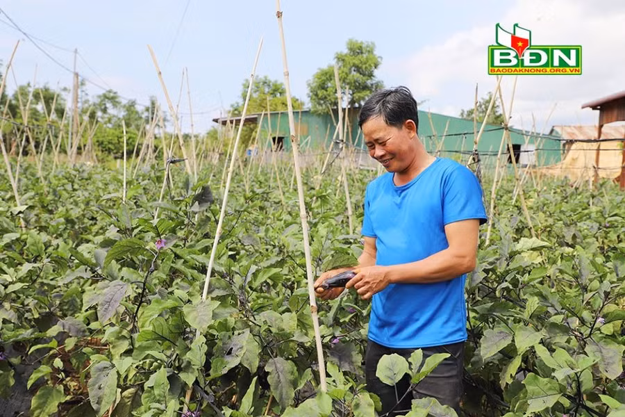 Cây cà tím Nhật Bản có vỏ tím sậm, trái dài, ruột trắng xanh được thị trường rất ưa chuộng