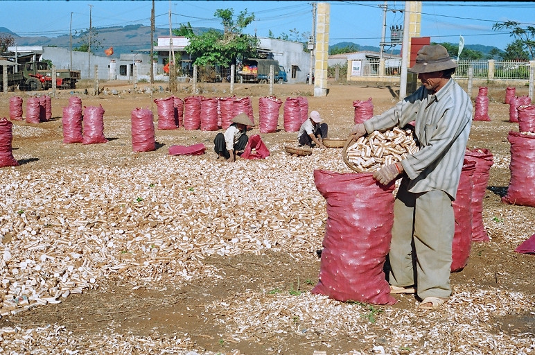 THANH NHẬT -Nông dân xã Kon Thụp trong mùa thu hoạch sắn (5019) DSCN4019