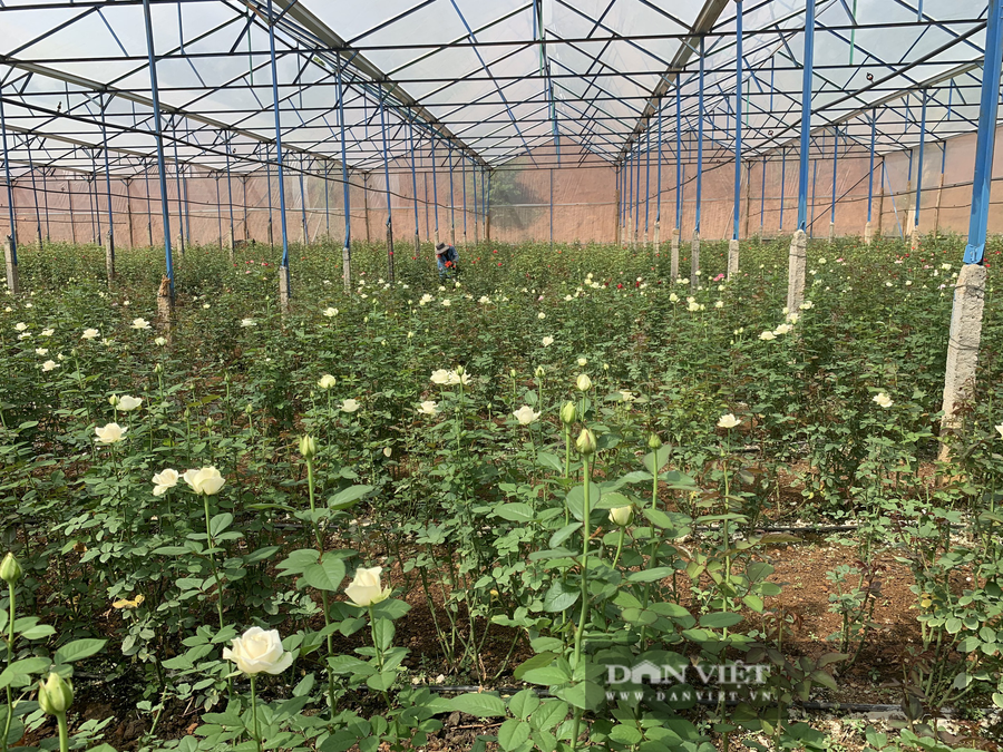 Xuân Anh đã đầu tư hơn 1 tỷ đồng để xây dựng trang trại trồng hoa hồng với diện tích hơn 4000m2 - Ảnh: N.G