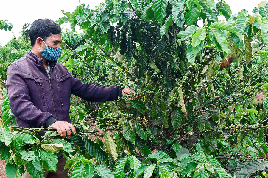 Sau 3 năm tái canh, vườn cà phê 1 ha của gia đình ông Rlan Suk (làng Lê Ngol, xã Ia Tiêm, huyện Chư Sê) phát triển tốt. Riêng diện tích 5 sào cà phê tái canh giống TRS1 được hỗ trợ 100% cây giống, đã cho thu hoạch đạt năng suất 6-7 tấn nhân/ha (tăng 2-3 tấn nhân/ha), giúp nâng cao thu nhập.