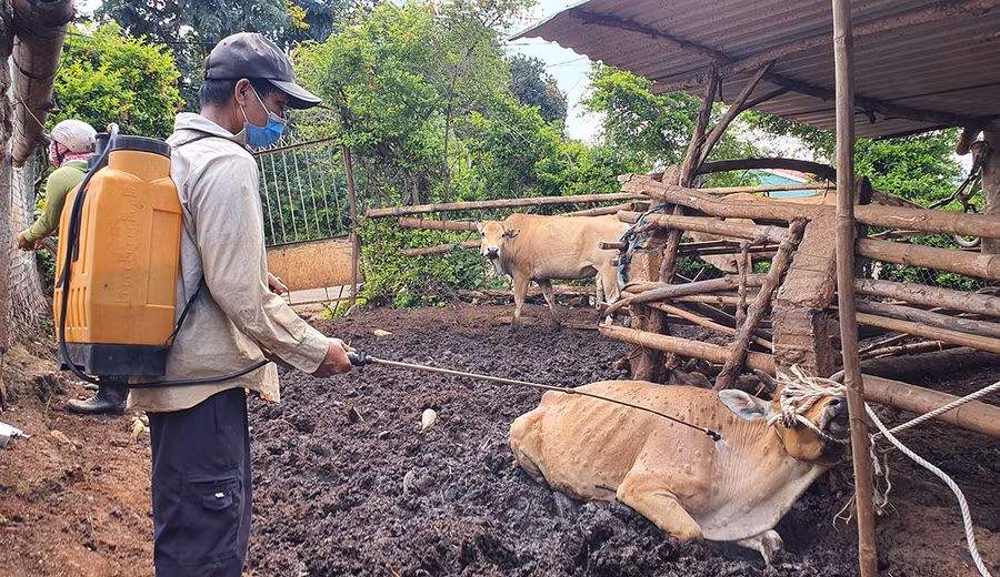  Lực lượng chức năng hướng dẫn người dân phun thuốc tiêu độc khử trùng chuồng trại. Ảnh: Bá Bính
