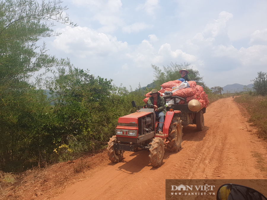 Vất vả cả mùa, người dân, Nâm N'Dir, huyện Krông Nô (Đắk Nông) thu về loại bắp chỉ có cùi mà không có hạt.