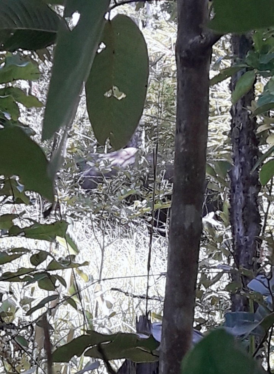 Từ hình ảnh cho thấy, đây là đàn voi rừng đã trưởng thành. Ảnh: Lê Anh Từ hình ảnh cho thấy đây là đàn voi rừng đã trưởng thành. Ảnh: Lê Anh