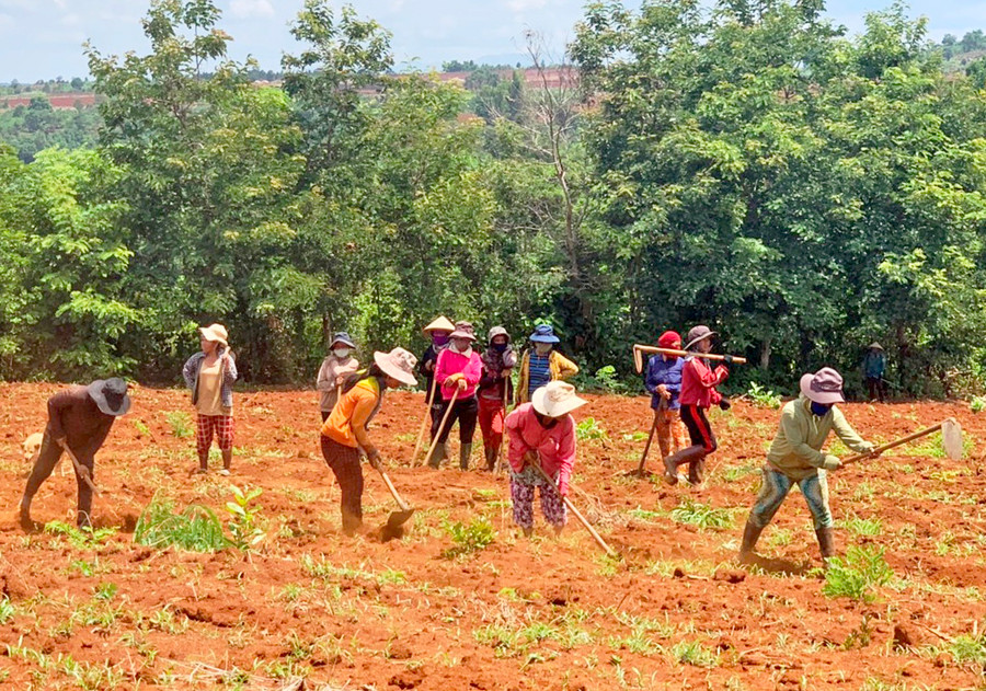 Phụ nữ Mang Yang giúp nhau thoát nghèo ảnh 1 Hội viên phụ nữ làng Plên (xã Lơ Pang) trồng mì gây quỹ để giúp nhau có vốn phát triển kinh tế. Ảnh: Hồng Thương