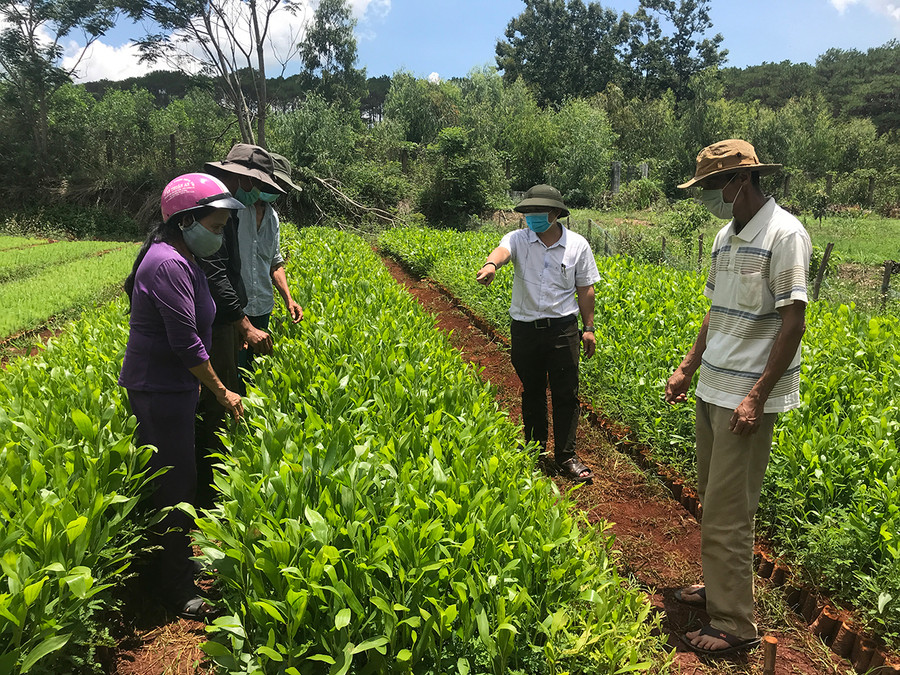 Vườn keo lá tràm chuẩn bị đem trồng của Ban Quản lý rừng phòng hộ Mang Yang. Ảnh: Quang Tấn Vườn keo lá tràm chuẩn bị đem trồng của Ban Quản lý rừng phòng hộ Mang Yang. Ảnh: Quang Tấn