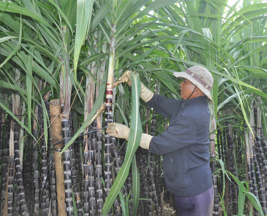 3- Nông hội mía xã Ia Kênh được thành lập đã giúp người dân địa phương cùng hợp tác, liên kết, góp phần tăng giá trị cây mía tím trên thị trường. Ảnh: Mộc Trà