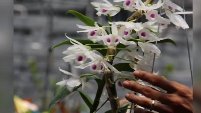 Những giò hoa lan đột biến luôn thu hút sự quan tâm đặc biệt của giới yêu hoa lan. (Ảnh: QĐ) Những giò hoa lan đột biến luôn thu hút sự quan tâm đặc biệt của giới yêu hoa lan. (Ảnh: QĐ)