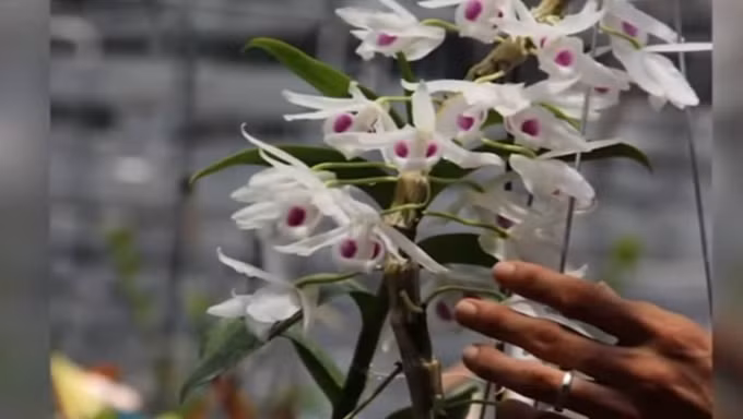 Những giò hoa lan đột biến luôn thu hút sự quan tâm đặc biệt của giới yêu hoa lan. (Ảnh: QĐ) Những giò hoa lan đột biến luôn thu hút sự quan tâm đặc biệt của giới yêu hoa lan. (Ảnh: QĐ)