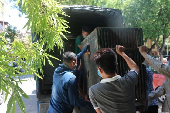 Đưa gấu lên xe chở về Tam Đảo